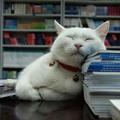 大明宫夜猫头像