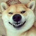 thedogwhichlovest... · 艾瑞泽5 PLUS车主·车龄4年头像