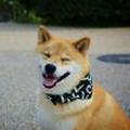 柴犬在召唤 · 领克07 EM-P车主·车龄半年头像
