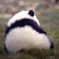 小斑7头像