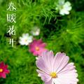 本龙5头像