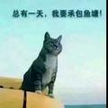 倔强的鱼13头像