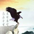 雄鹰191520146头像