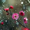 那些花儿191527389头像