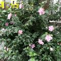 医疗机构偏方秘方刘华英1头像