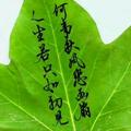 从头再来210330665头像
