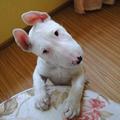 LiuZhangChenQZ头像