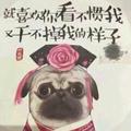 Rigzinwangyal头像