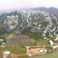 Tiger242056295头像