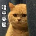 东东东东1234头像