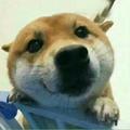 划奶狗头像