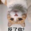 炸你没商量716头像