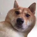 养猪的大叔哈头像