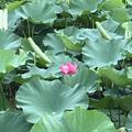 刘邦260831649头像