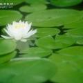 三羊开泰44063头像