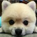 远洋230头像