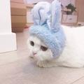 小魔王805头像