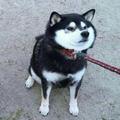 Fido1头像