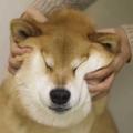 猫与北宅头像