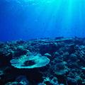深海游龙324头像