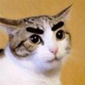 老喵猫喵猫头像