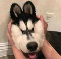 Mr杜先森85930055 · 捷豹XFL车主·车龄4年头像