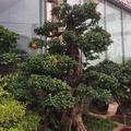 骑起洋马儿过田坎头像