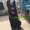 江苏安仔犬舍头像