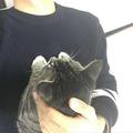 厉珈砰头像
