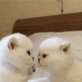 立羽2694头像