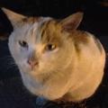 猪猫猫810头像