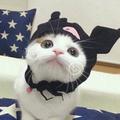 浪浪上天头像