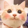 致爱精诚 · 哈弗H9车主·车龄5年头像