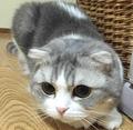 tesor头像