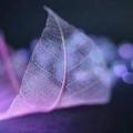 A-风轻扬头像