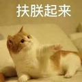 不吃羊的狼517头像