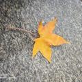 黄枫叶303头像