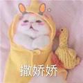 扶苏加百利 · 揽胜车主·车龄1年头像