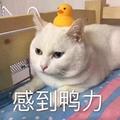 jshrbfoxn头像