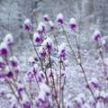 杜鹃山的雪 · 阿维塔 11车主·车龄半年头像