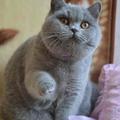 猫九妞妞头像