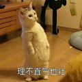 懐恩头像