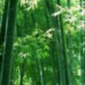 大鹏7148头像