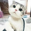 哄糖头像