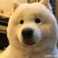 夏天的狮子仔头像