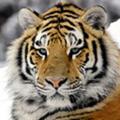 可靠悠闲花猫8D头像