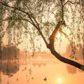 生之花110头像