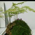 微雨红尘834头像