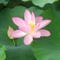 聪慧面条5KM头像