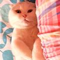正义凛然小红花AKA头像